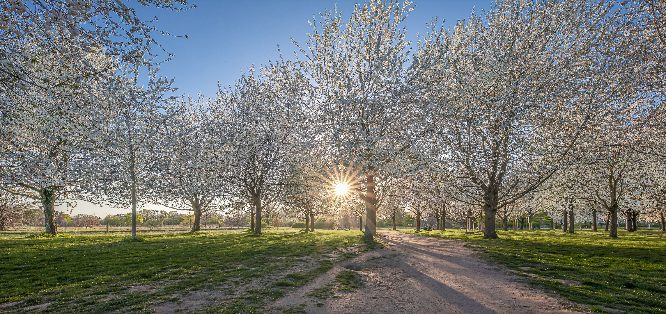 Kirschblüte / cherry blossom