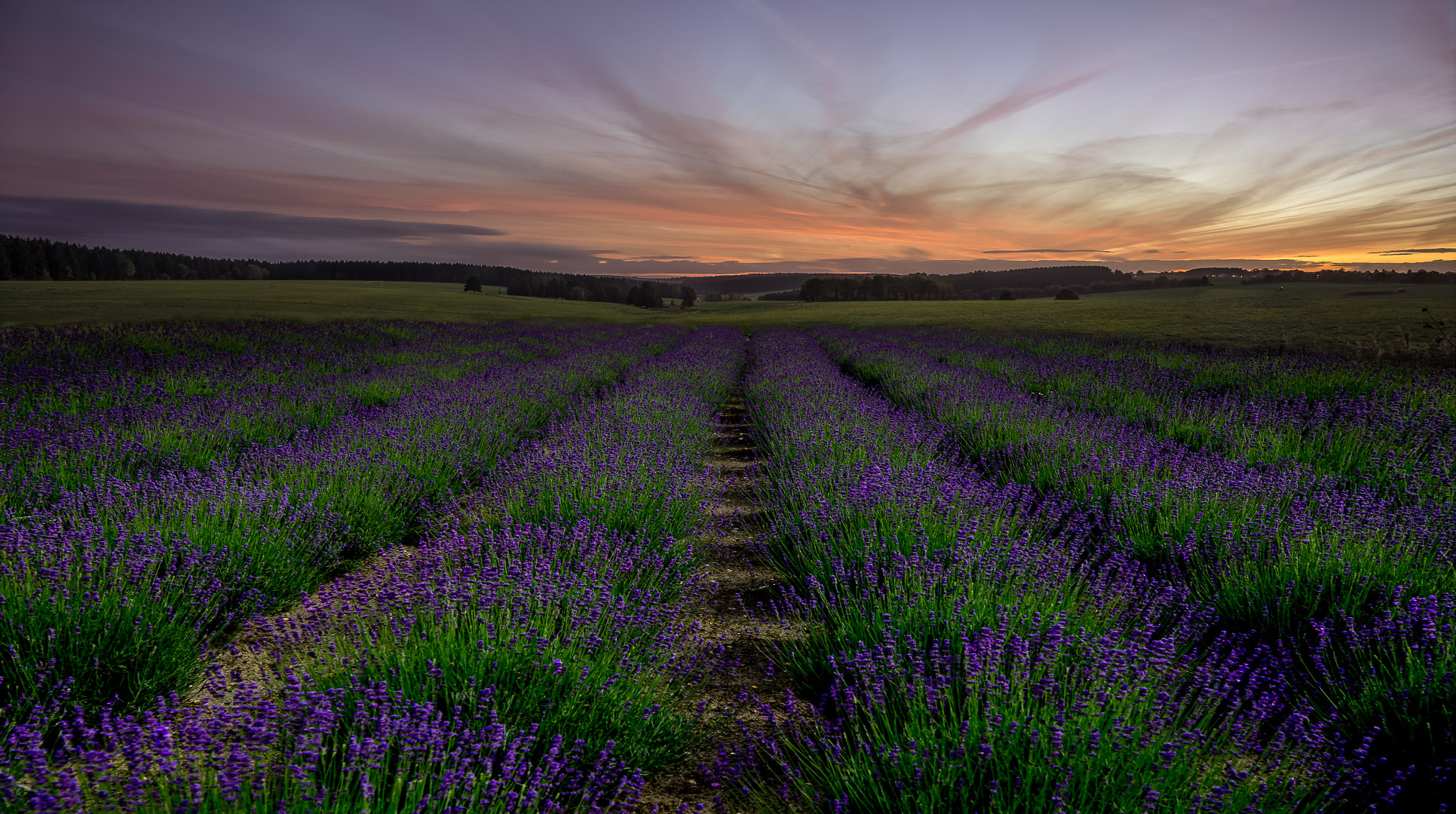 lavender dream!