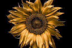 golden sunflower