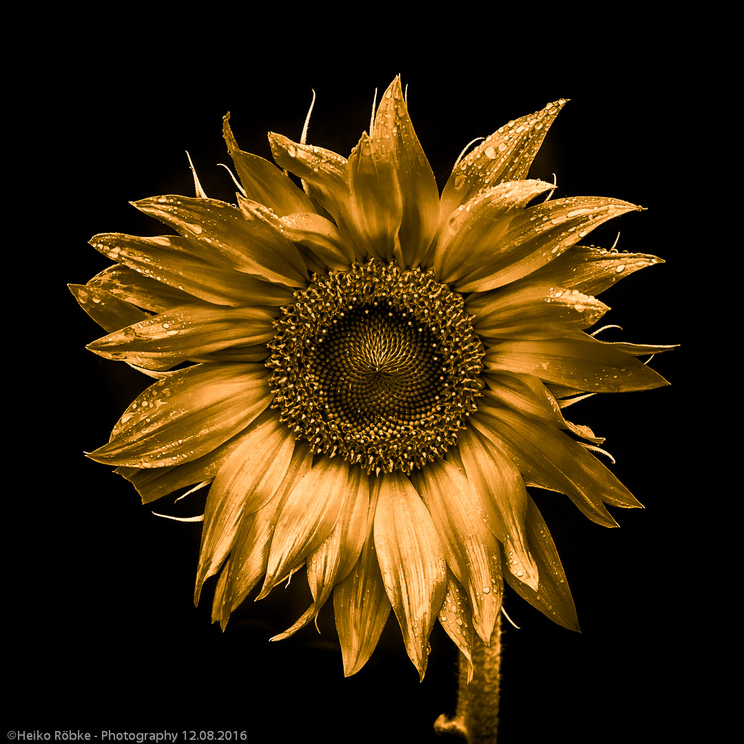 golden sunflower