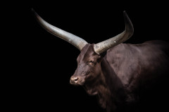 Watusi-Rind (Bos primigenius f. taurus)