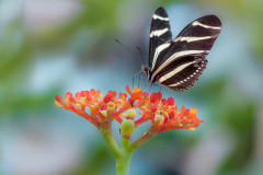 Zebrafalter (Heliconius charithonia)