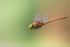 Keilfleck-Mosaikjungfer im Flug / flying green-eyed hawker