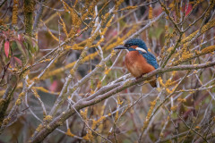 Eisvogel