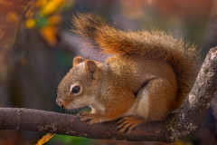 Eichhörnchen / squirrel