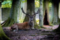 Rothirsch (Cervus elaphus)