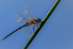 Blaugrüne Mosaikjungfer (Aeshna cyanea)