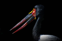 Sattelstorch (Ephippiorhynchus senegalensis)