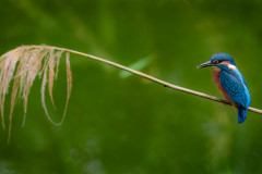 Eisvogel