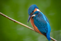 Eisvogel / kingfisher