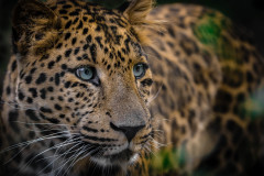 Leopard (Panthera pardus japonensis)