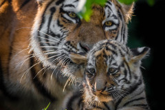 Sibirische Tiger (Panthera tigris altaica)