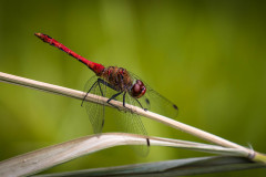 Frühe Heidelibelle (Sympetrum fonscolombii)