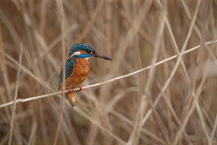 Eisvogel / kingfisher