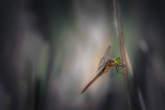 Keilfleck-Mosaikjungfer / green-eyed hawker