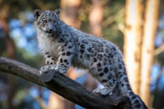 Schneeleopard (Panthera uncia)