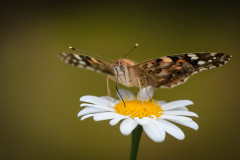 Distelfalter  (Vanessa cardui Linnaeus)