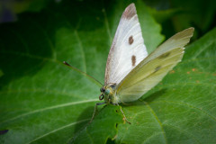 Kleiner Kohlweißling (Pieris rapae)