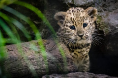 Leopard  (Panthera pardus)