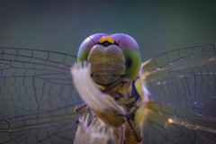 Frühe Heidelibelle (Sympetrum fonscolombii)