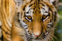 Tiger (Panthera tigris)