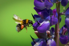 Hummel (Bombus)