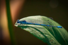 Azurjungfer (Coenagrion)