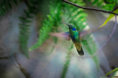 Veilchenohrkolibri (Colibri coruscans)