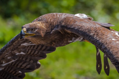 Steinadler (Aquila chrysaetos)