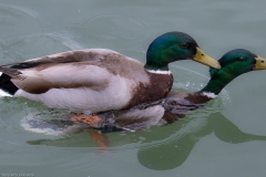 Drachenbootrennen Maschsee 2015 Drachenbootrennen Maschsee 2015