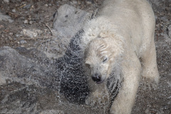 Eisbärbaby