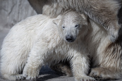 Eisbärbaby Eisbärbaby