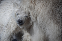 Eisbärbaby Eisbärbaby