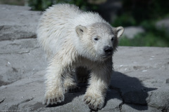 Eisbärbaby Eisbärbaby