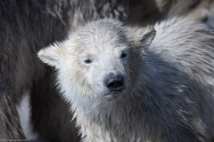 Eisbärbaby