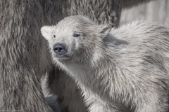 Eisbärbaby