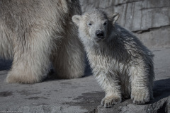 Eisbärbaby Eisbärbaby
