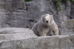 Eisbärbaby Eisbärbaby