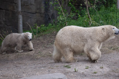 Eisbärbaby Eisbärbaby