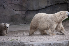 Eisbärbaby Eisbärbaby