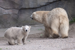 Eisbärbaby Eisbärbaby