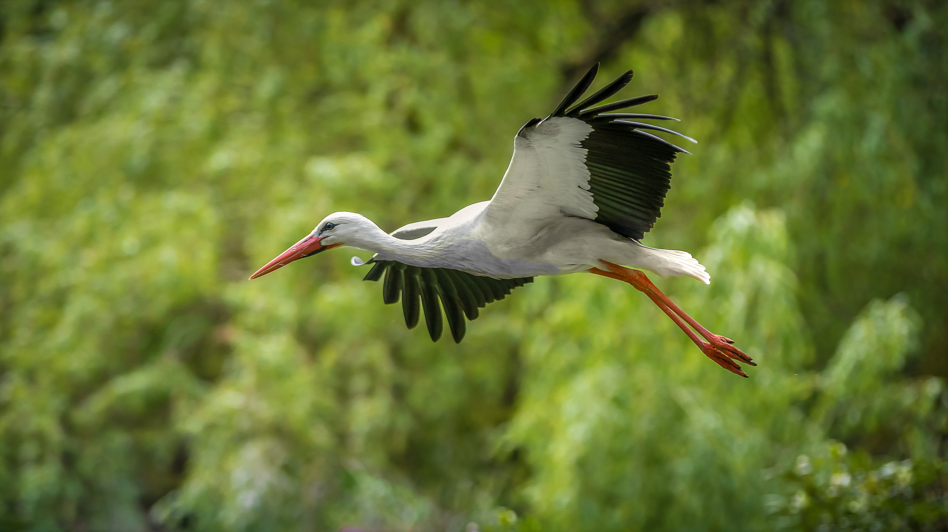 Klapperstorch / rattle stork