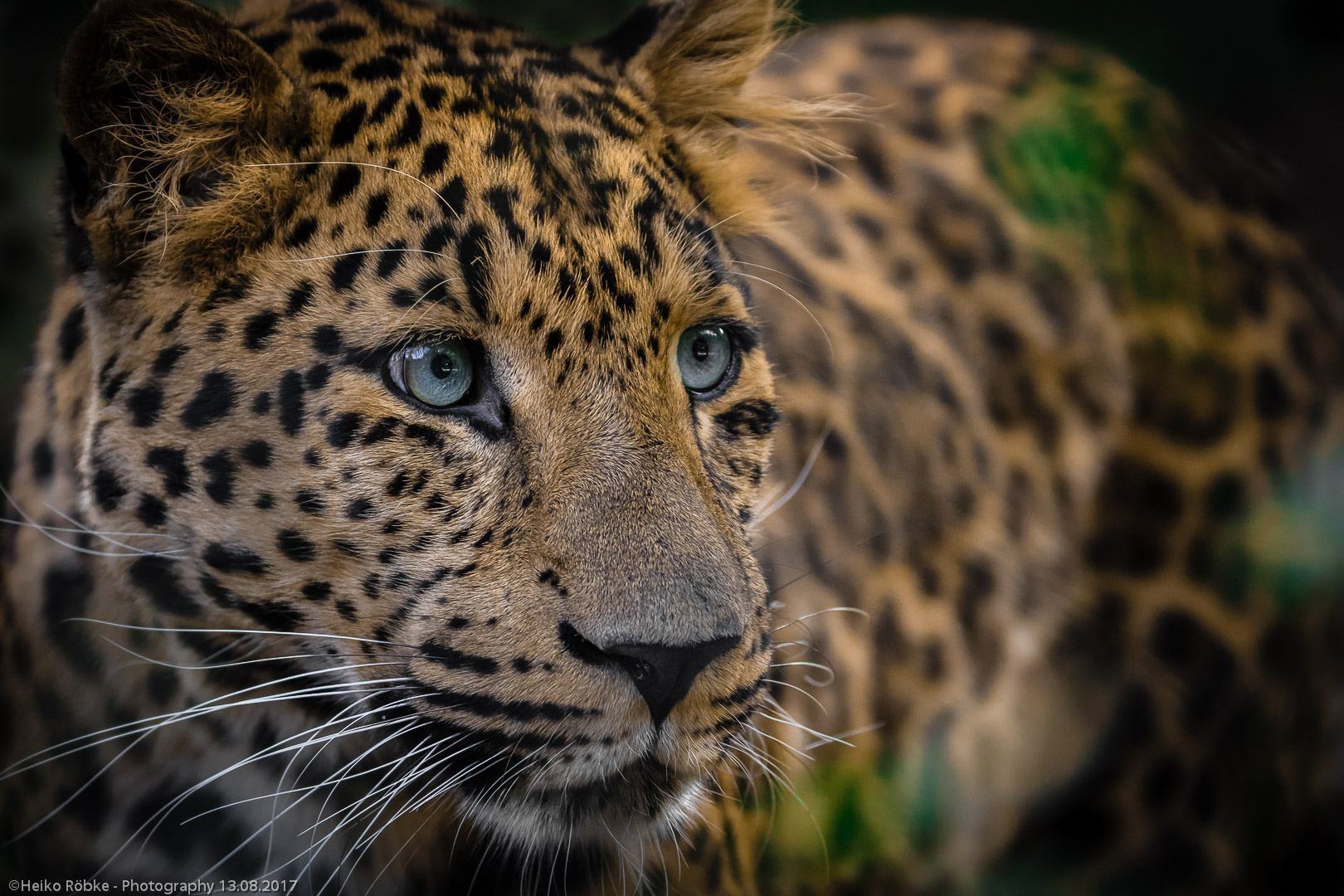 Leopard (Panthera pardus japonensis)