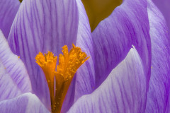 Krokus / crocus