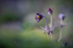 Kuhschelle / pasque flower