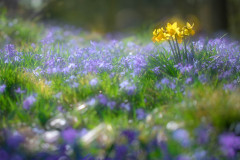 Frühlingserwachen / awakening of spring