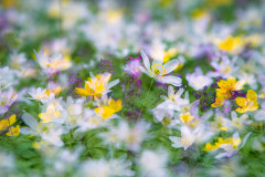 Frühlingsduft! / smell of spring!