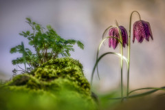 Schachblume / chess flower (Fritillaria meleagris)