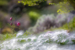 Frühlingsidylle / spring idyll