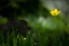 Gelbe Blume / yellow flower